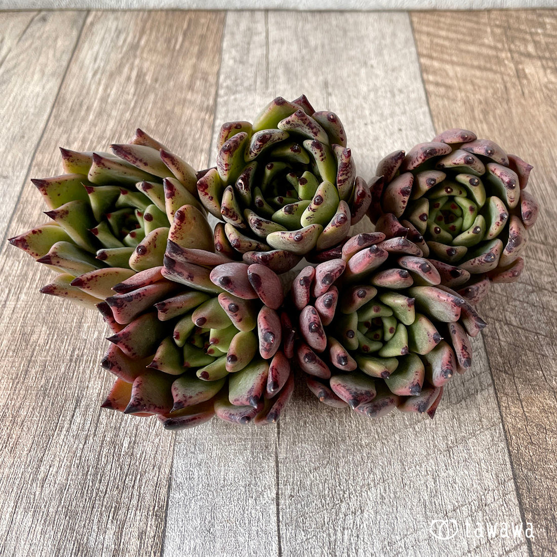 New Arrival* Cubic Frost