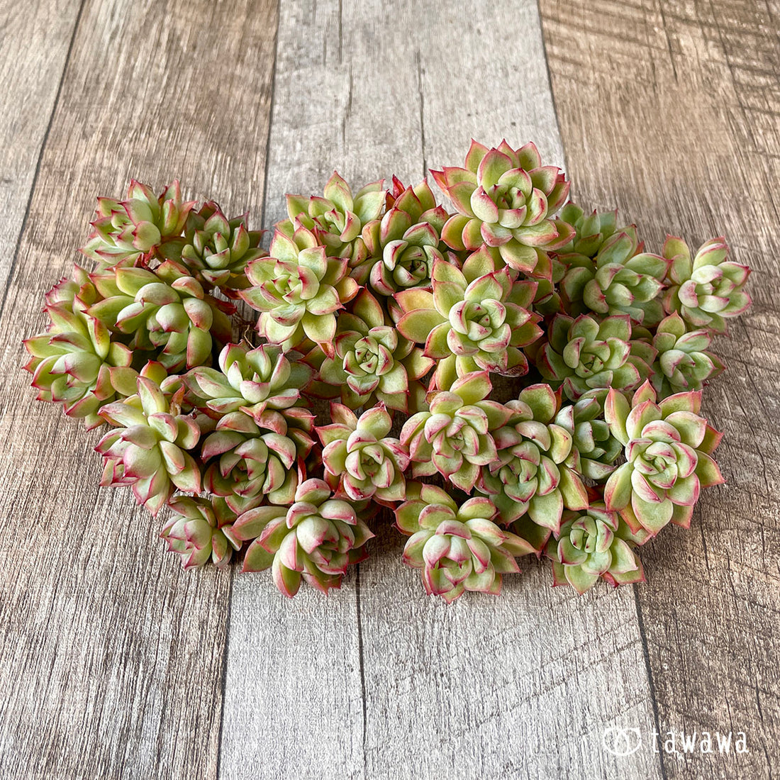 New arrival* Mebina group