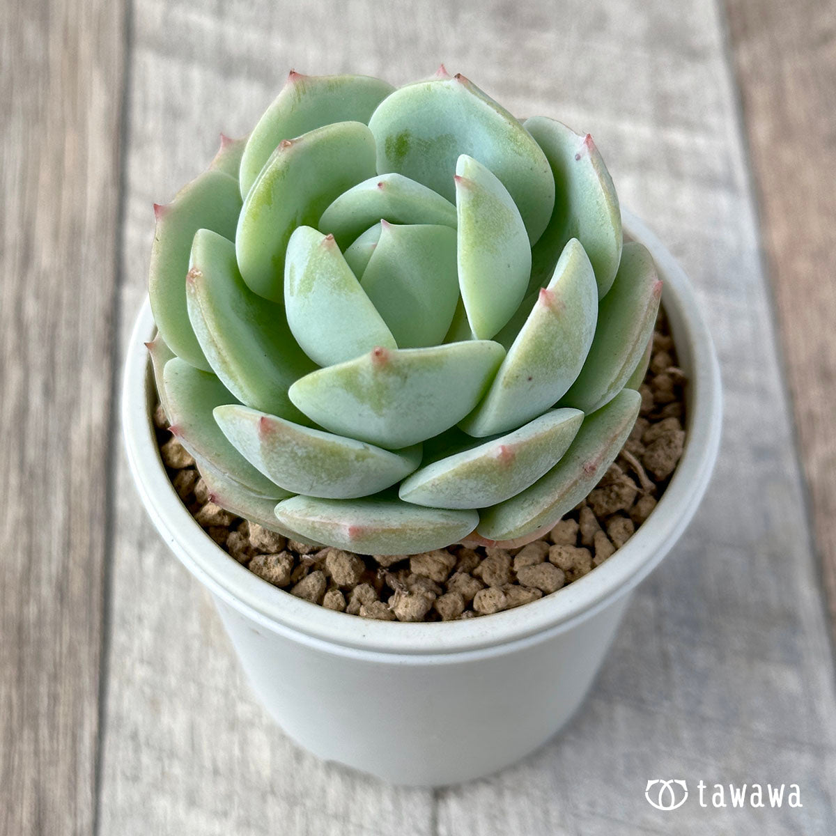 韓国苗 エケベリア 初心 多肉植物 - その他多肉植物