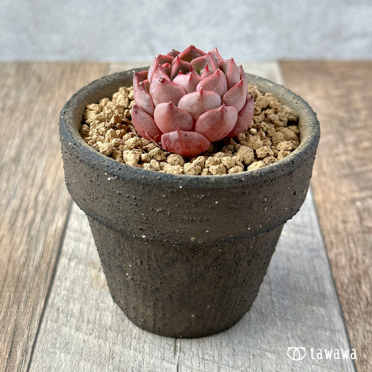 New Arrival* Cubic Frost