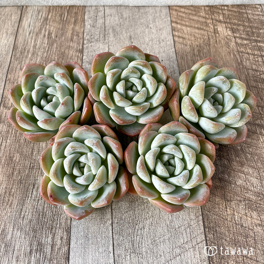 New Arrivals: Ice Green