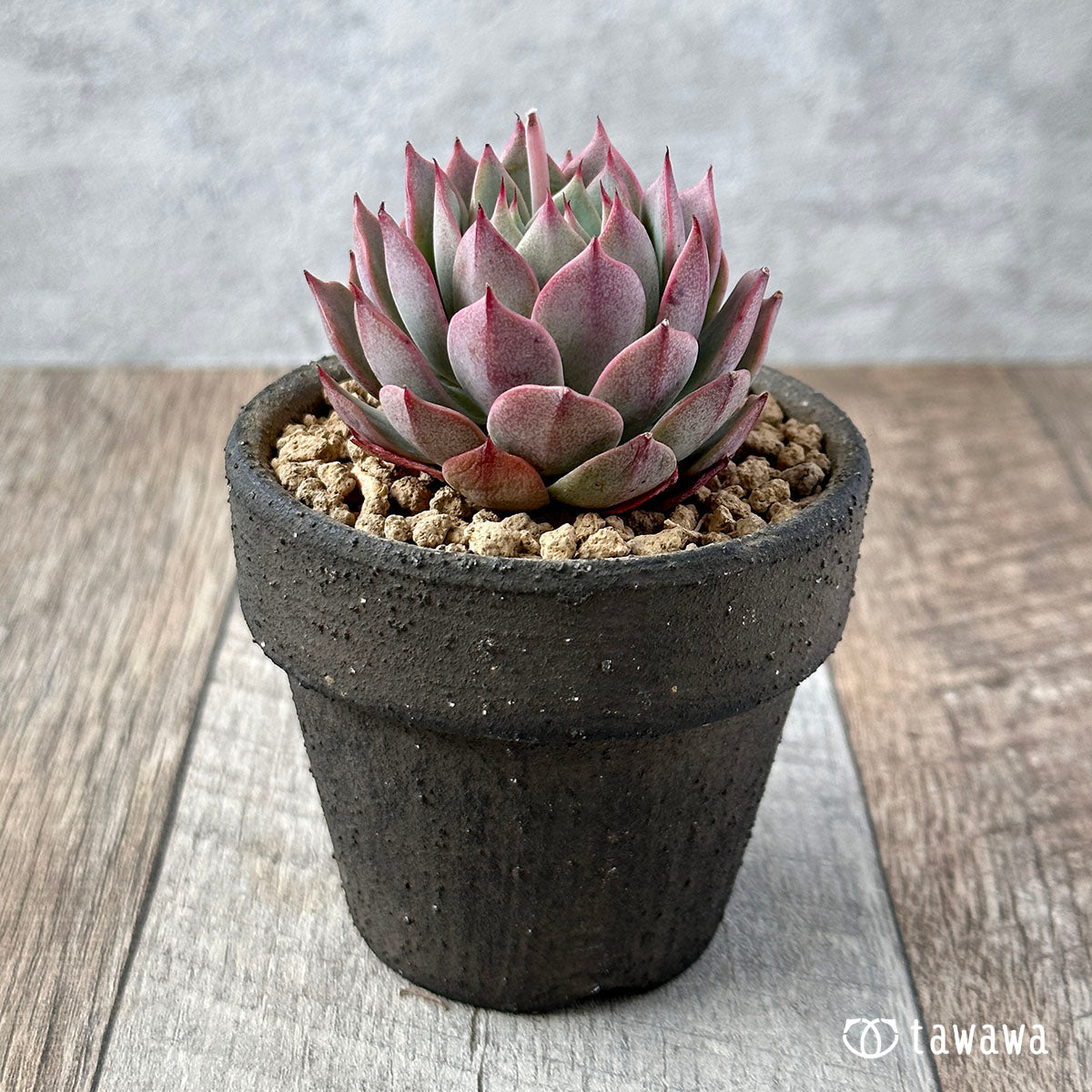 New Arrival* Cubic Frost