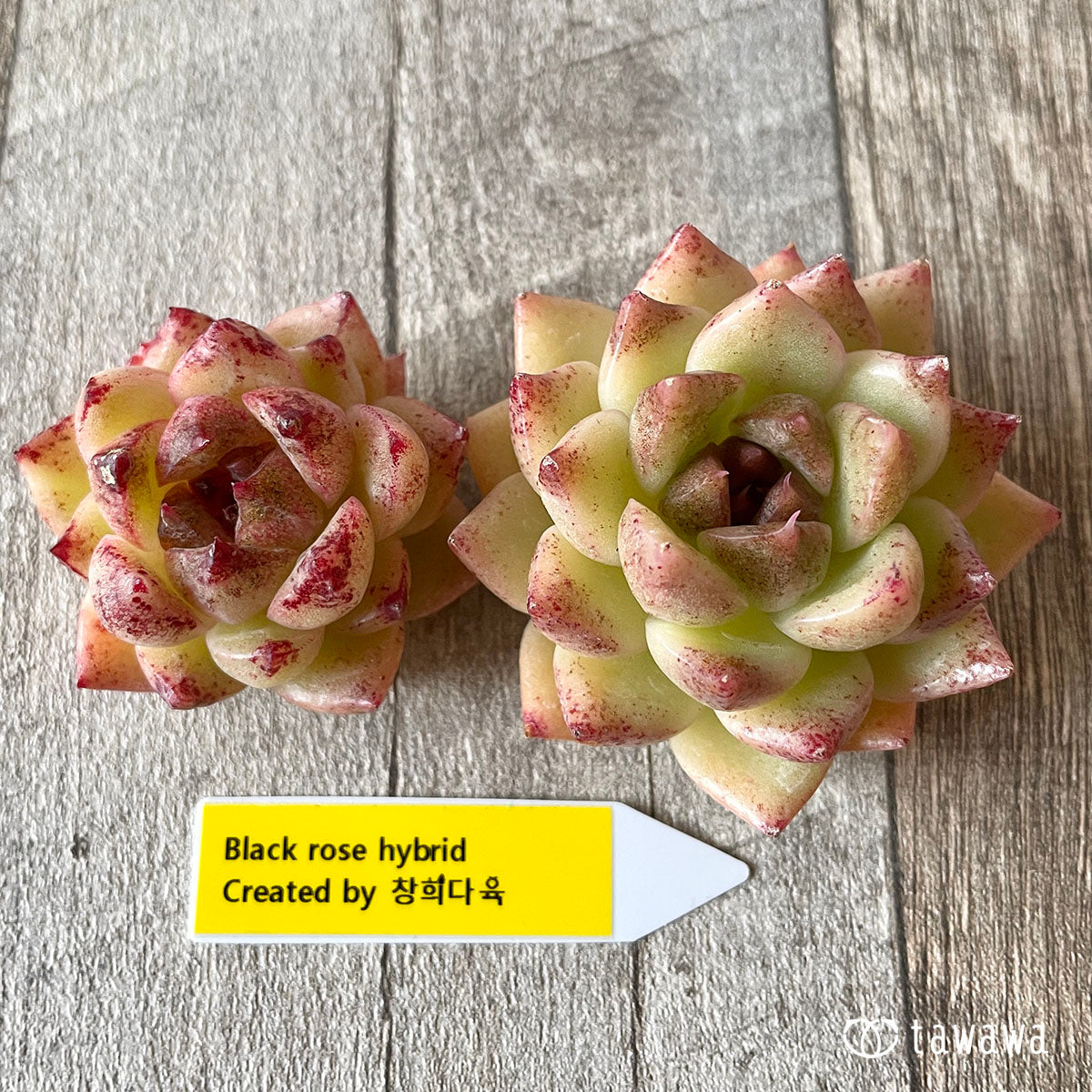 ブラックローズhyb（チャンフィー苗） – 多肉植物の通販・販売サイト