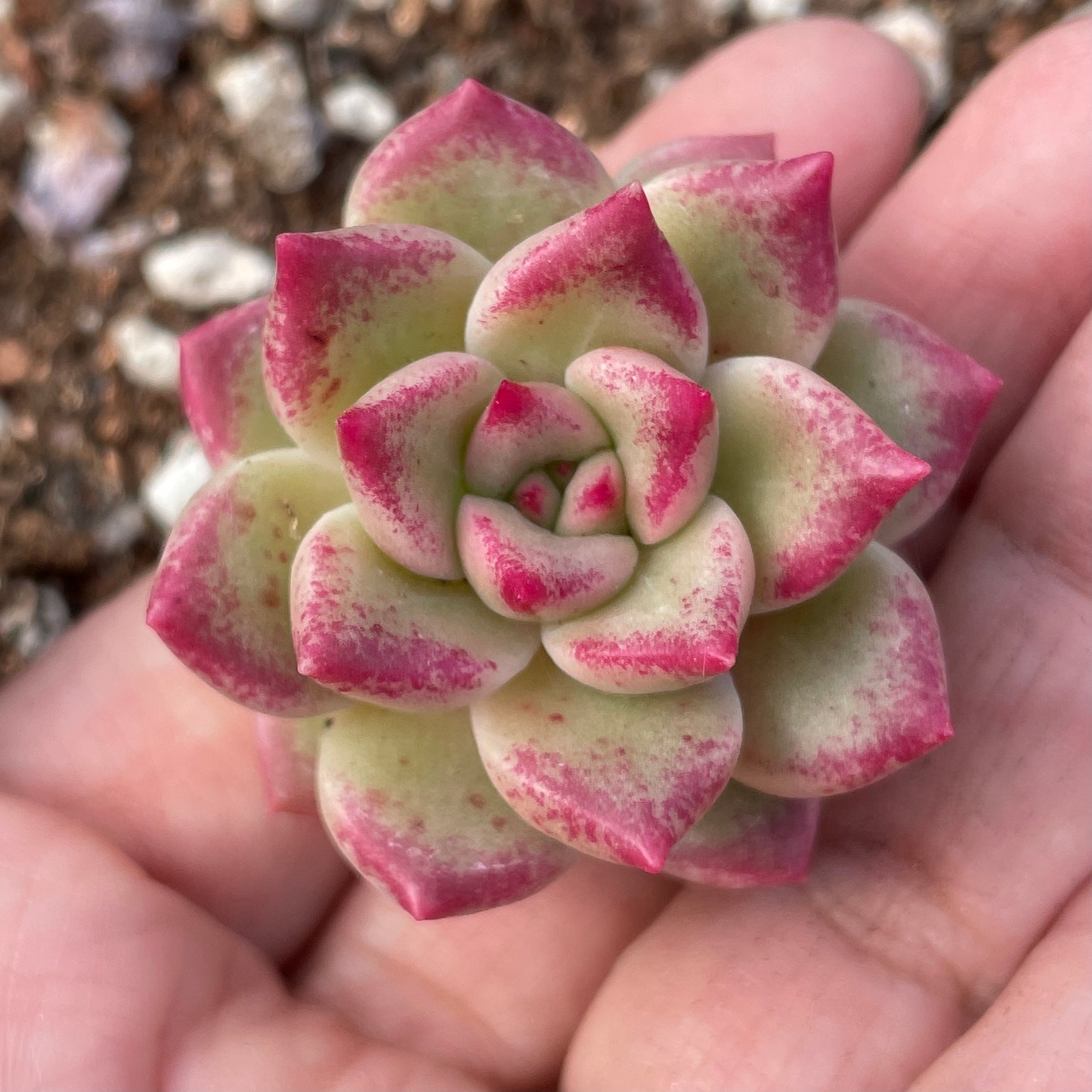 大人気 60 アルジェ アルジェ 多肉植物 韓国苗 カット 観葉植物