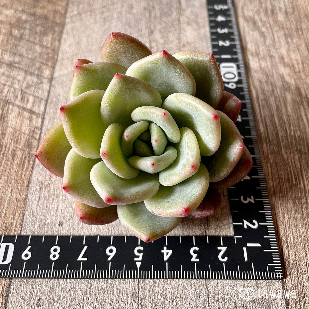 New Arrival* Cubic Frost