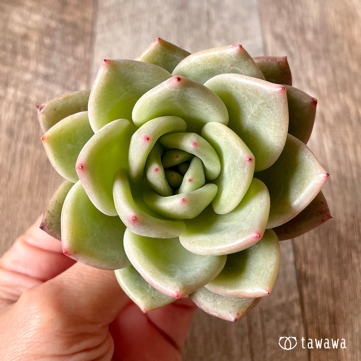 New Arrival* Cubic Frost