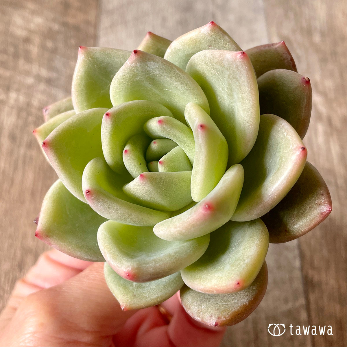 New Arrival* Cubic Frost