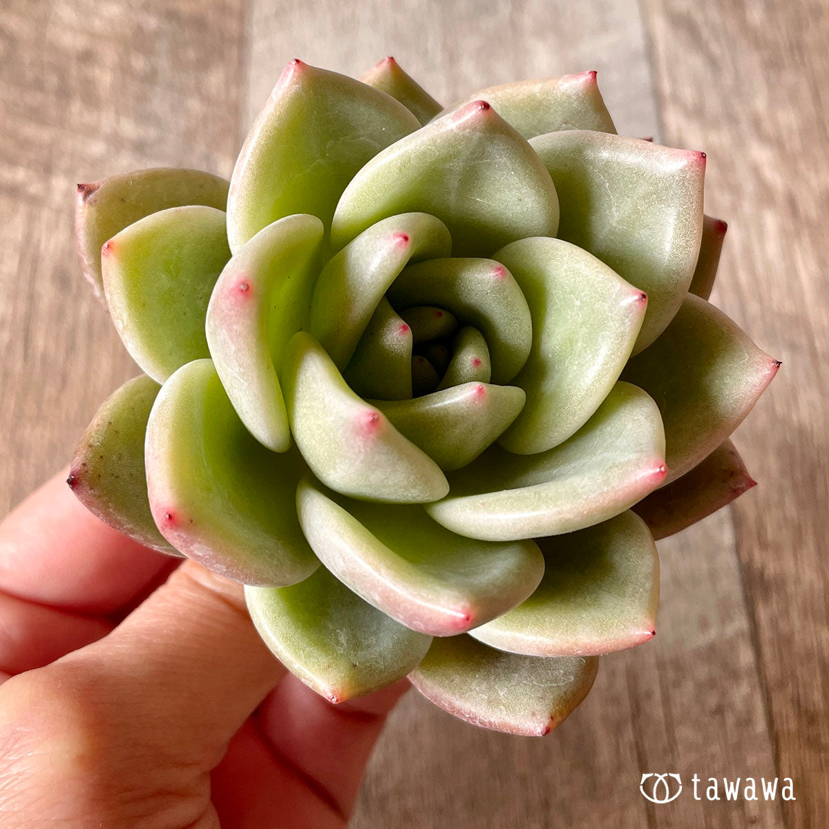New Arrival* Cubic Frost