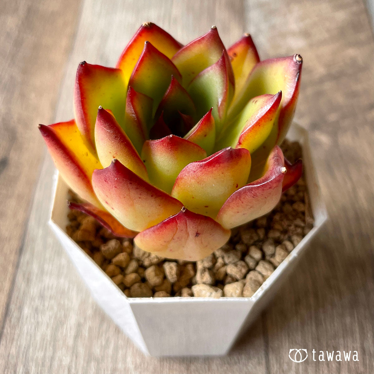 New Arrival* Cubic Frost