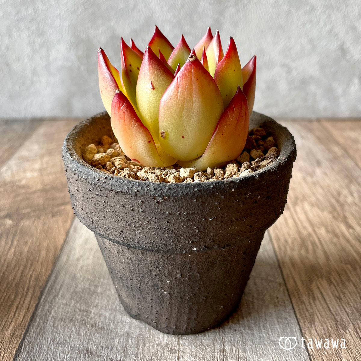 New Arrival* Cubic Frost