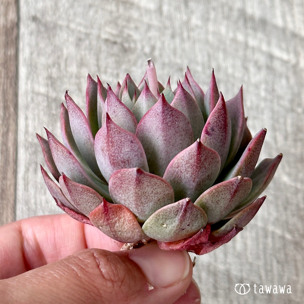 多肉植物 エケベリア 輸入カット苗 - エケベリア・セダム