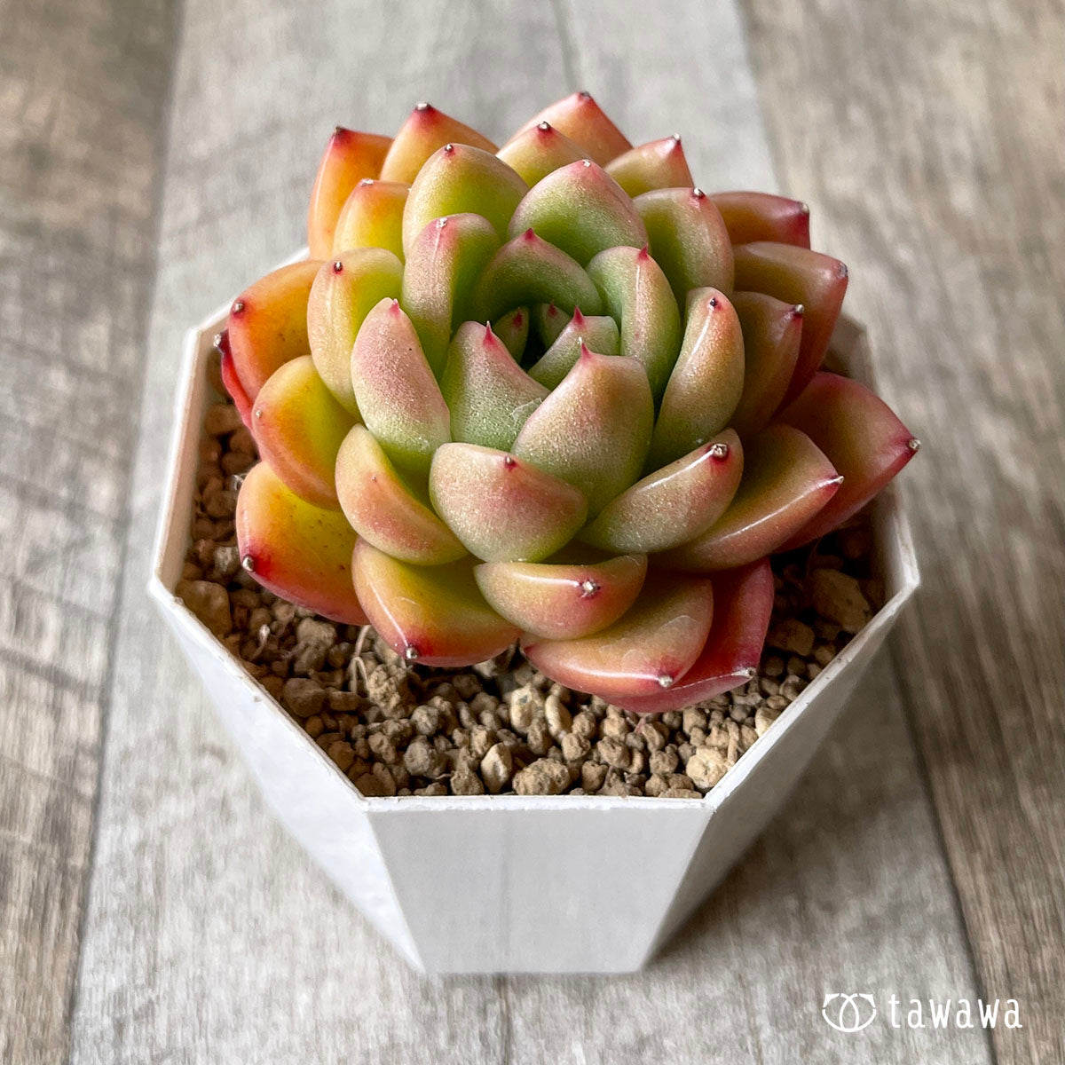 New Arrival* Cubic Frost