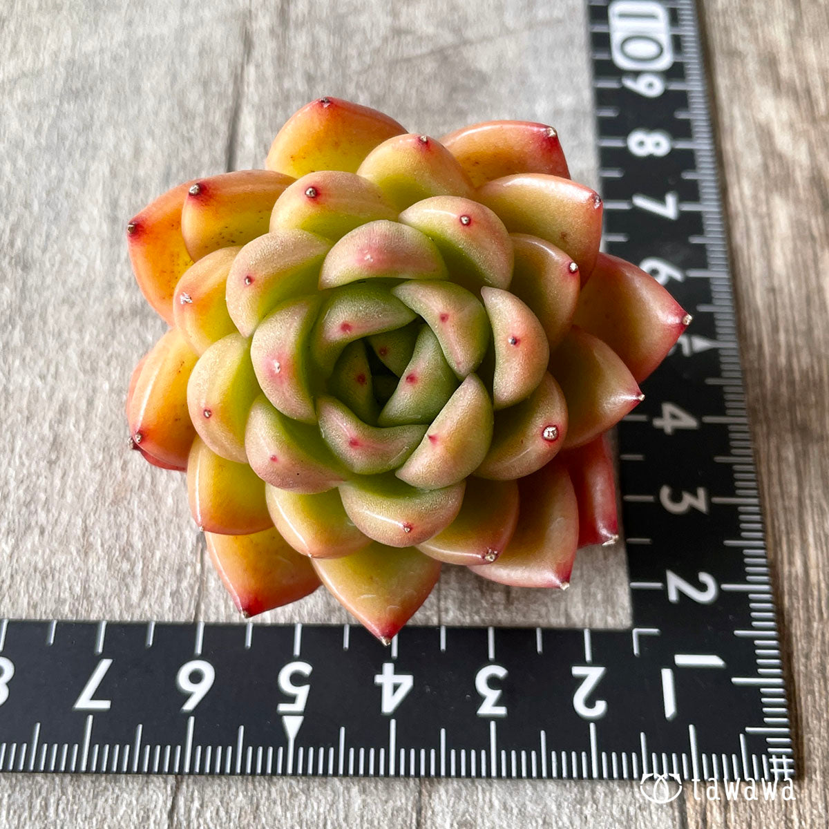 New Arrival* Cubic Frost