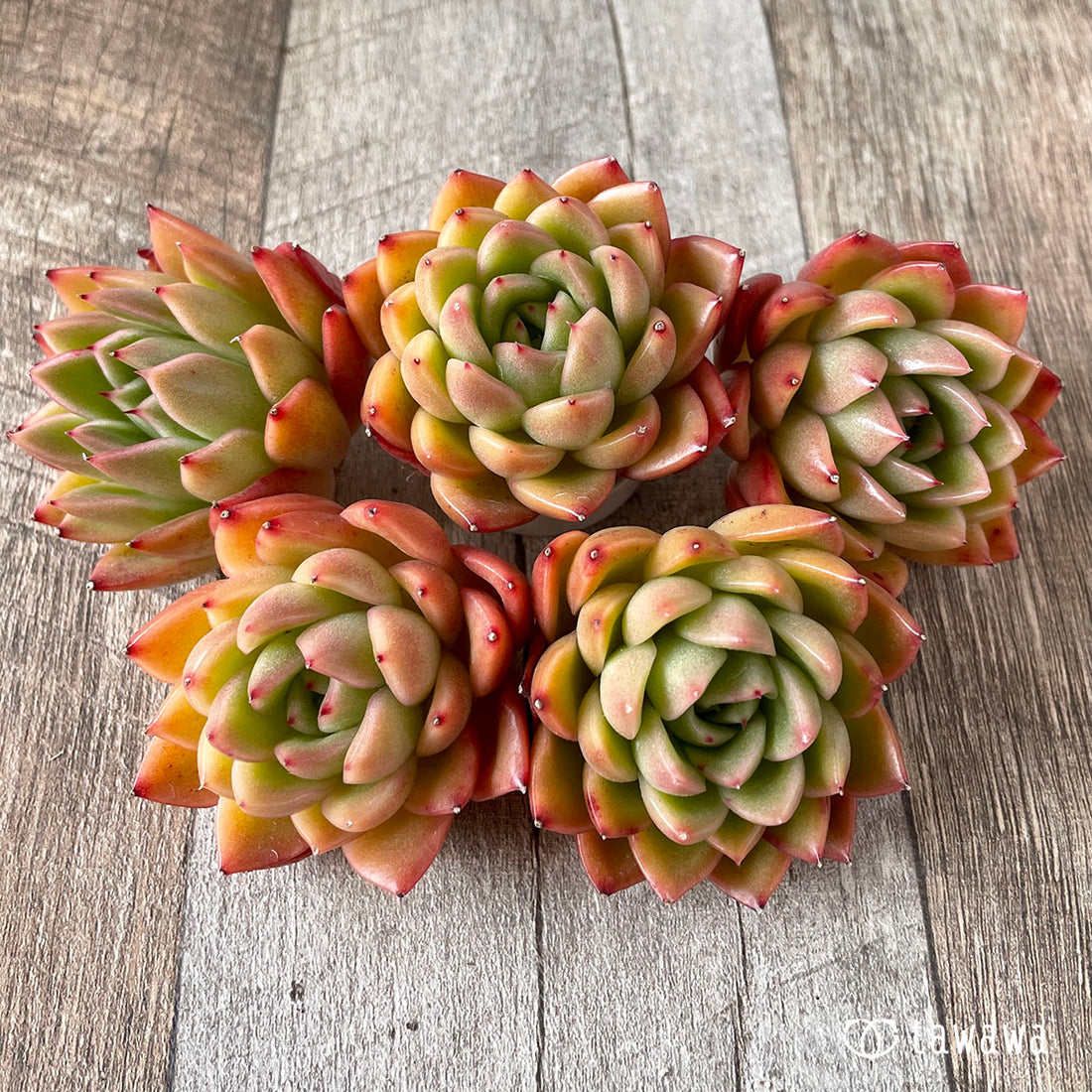 New Arrival* Cubic Frost