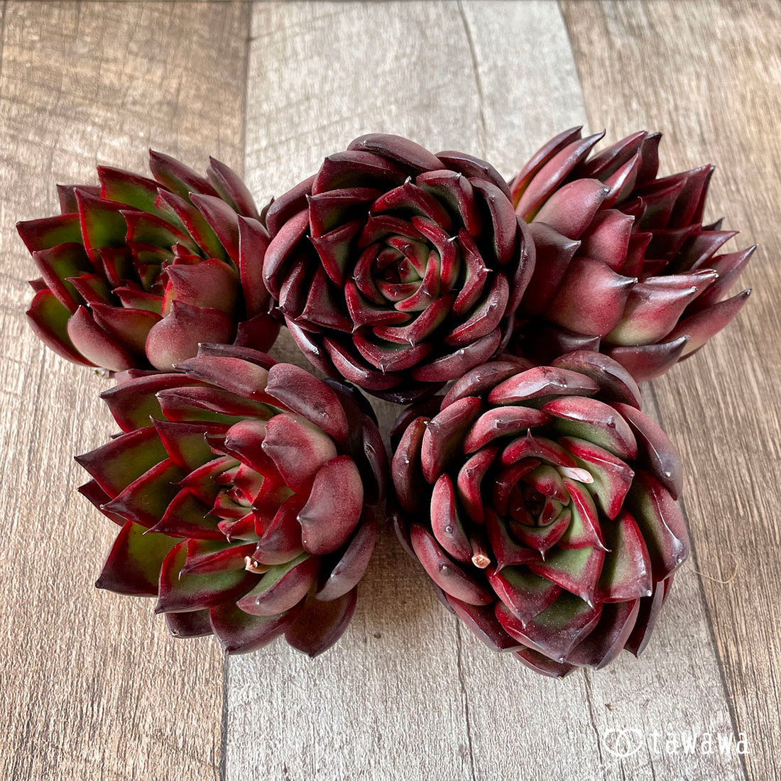 New Arrival* Cubic Frost