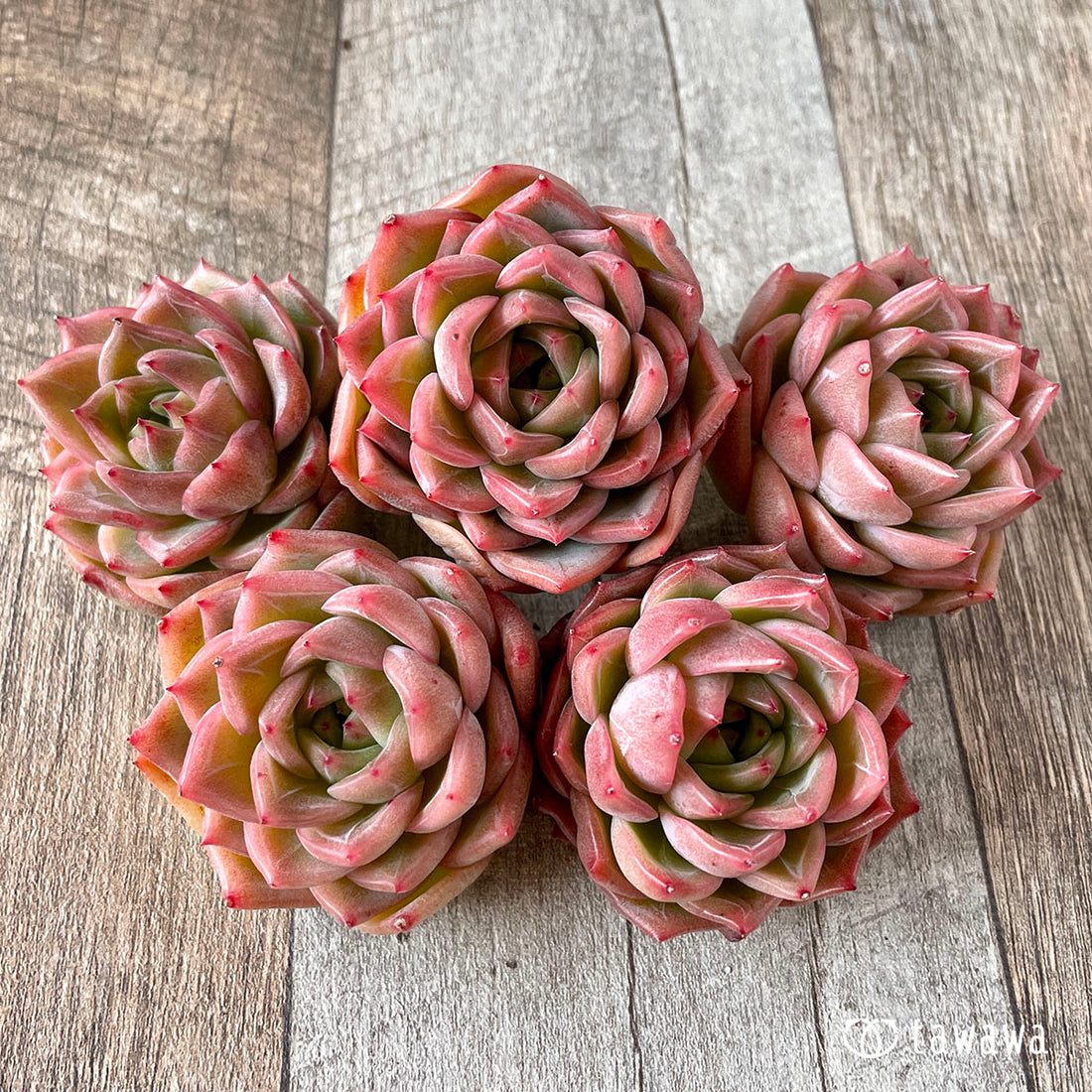 New Arrival* Cubic Frost