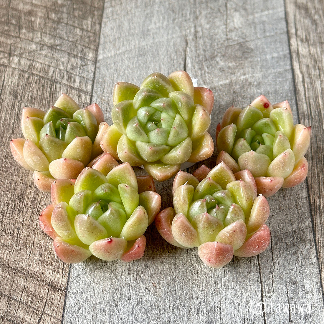 New Arrivals: Ice Green