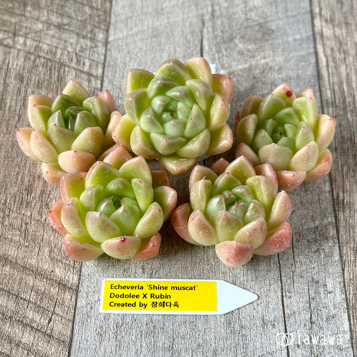 New Arrivals: Ice Green