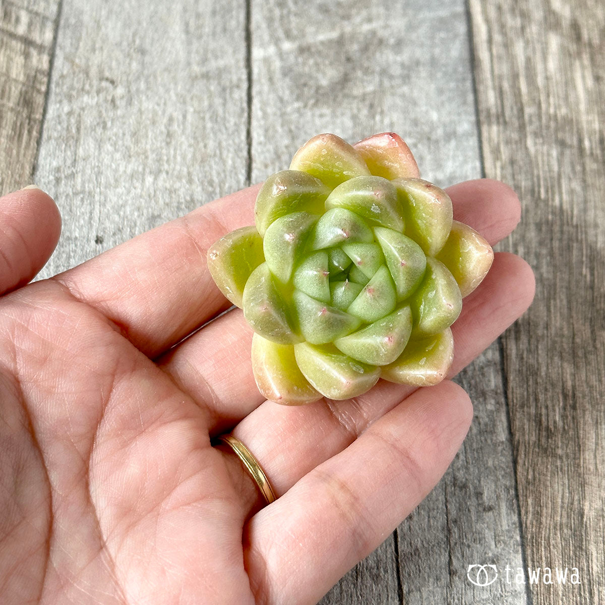 New Arrivals: Ice Green