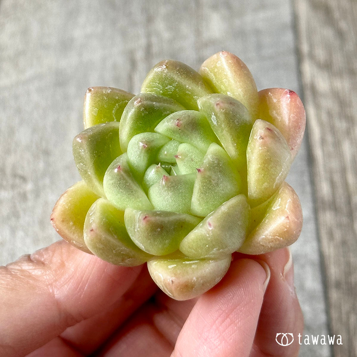 New Arrivals: Ice Green