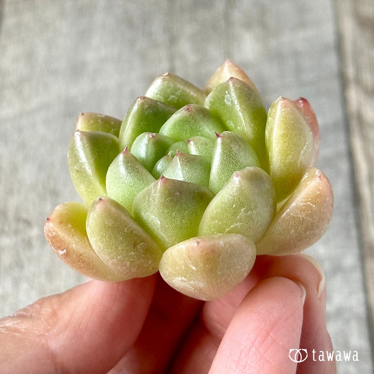 New Arrivals: Ice Green