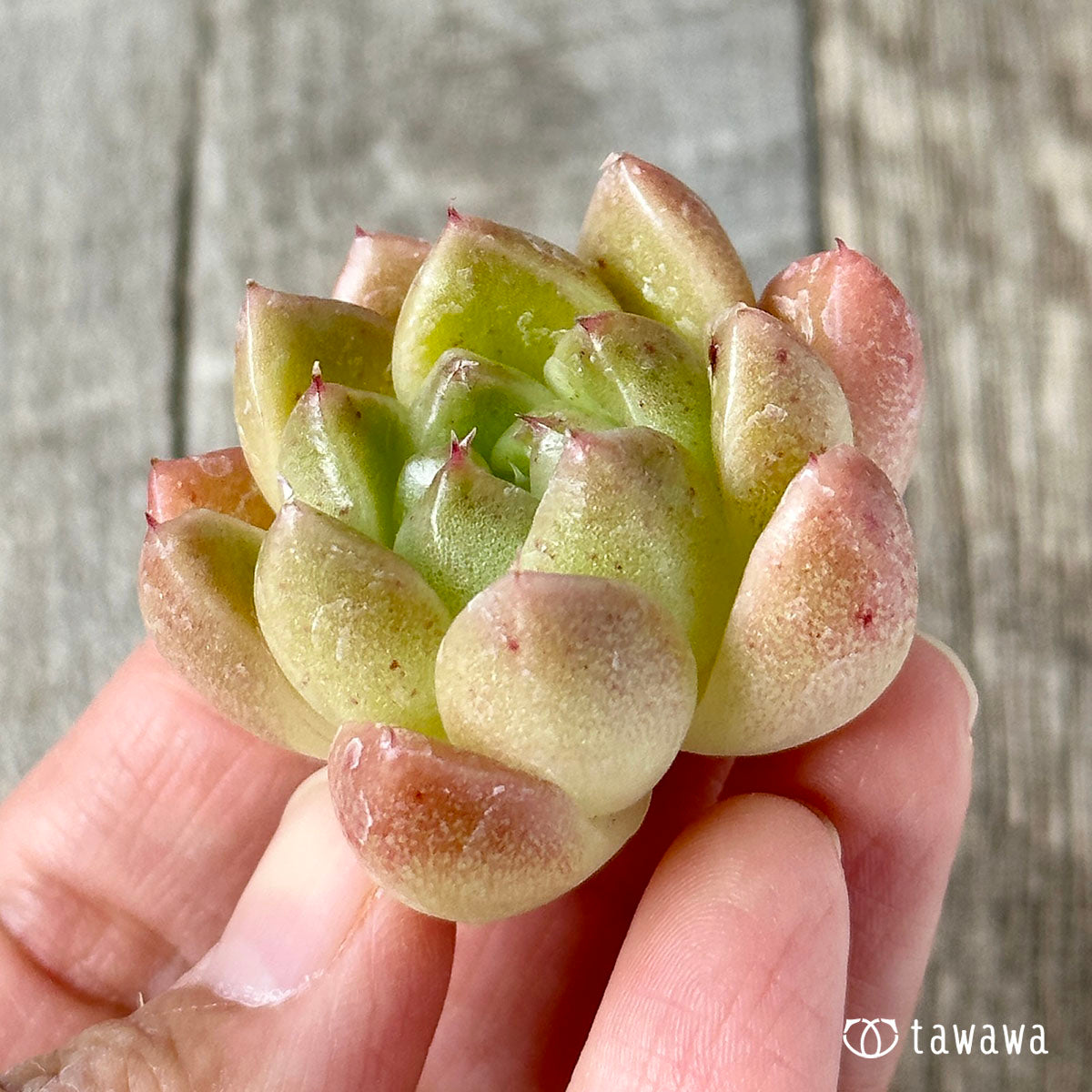 New Arrivals: Ice Green