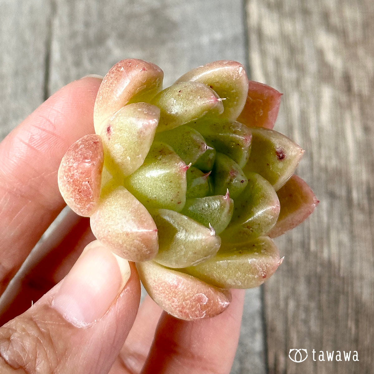 New Arrivals: Ice Green