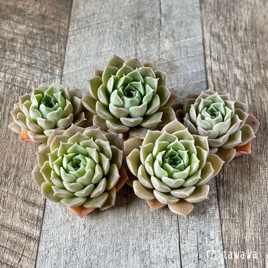 New Arrivals: Ice Green