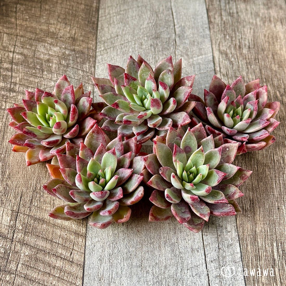 New Arrivals: Ice Green