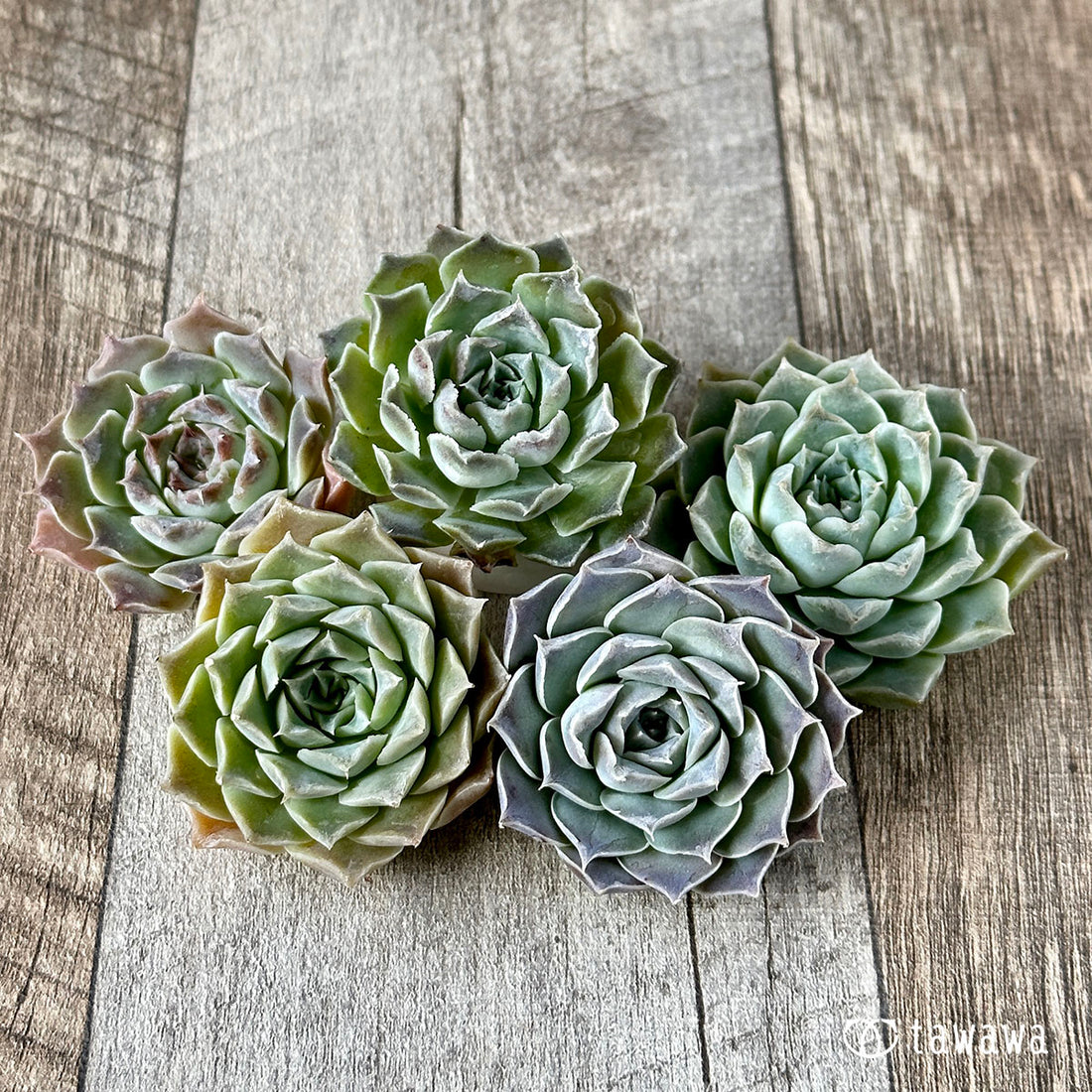 New Arrivals: Ice Green