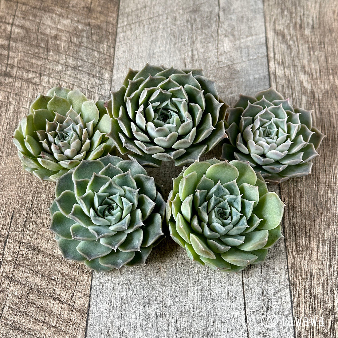 New Arrivals: Ice Green