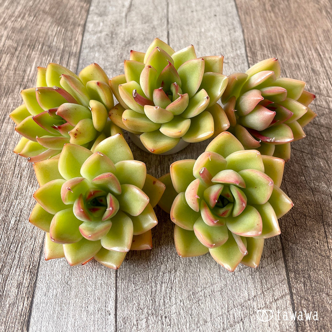 Orange Monroe Orange Monroe