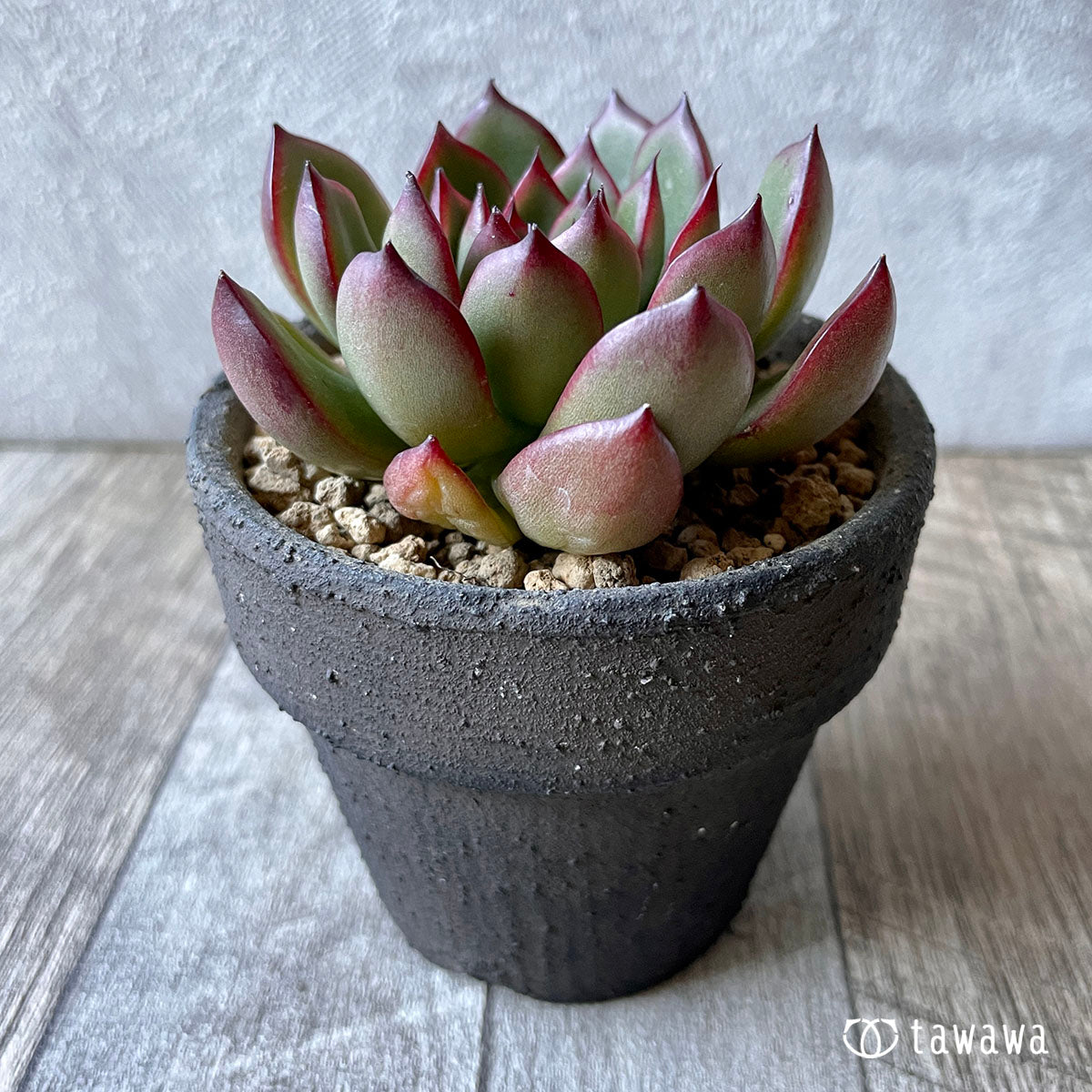 New Arrival* Cubic Frost