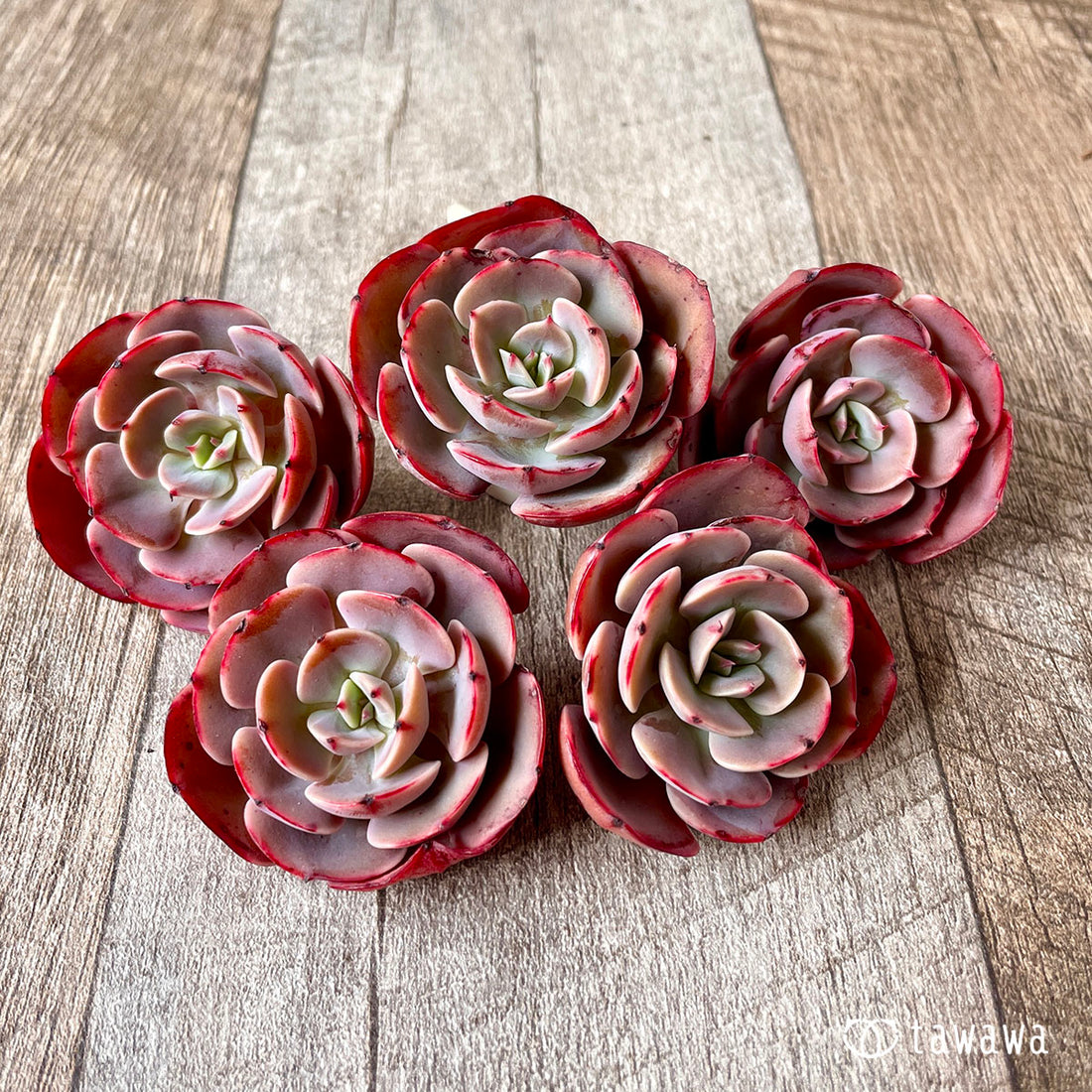 Orange Monroe Orange Monroe