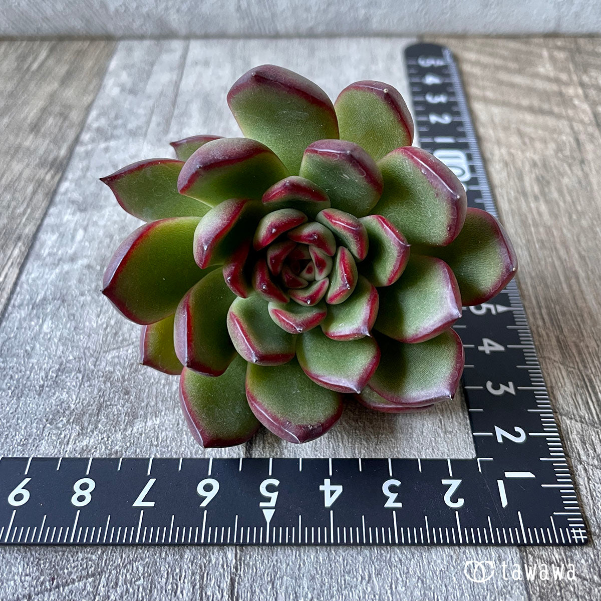 New Arrival* Cubic Frost