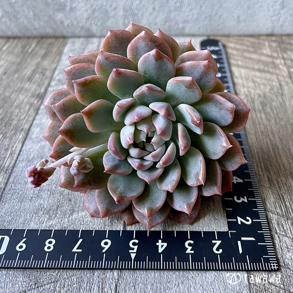 New Arrival* Cubic Frost