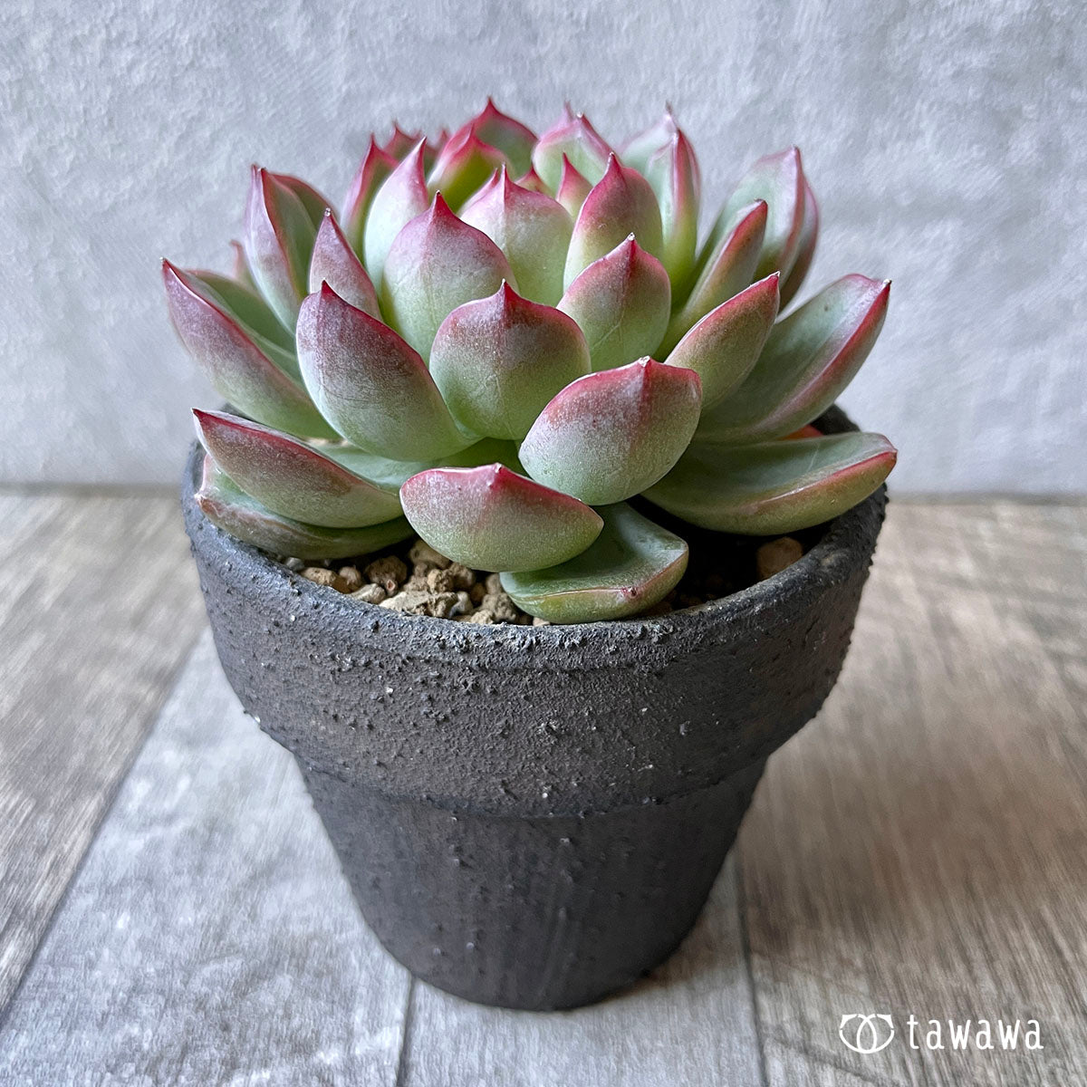New Arrival* Cubic Frost
