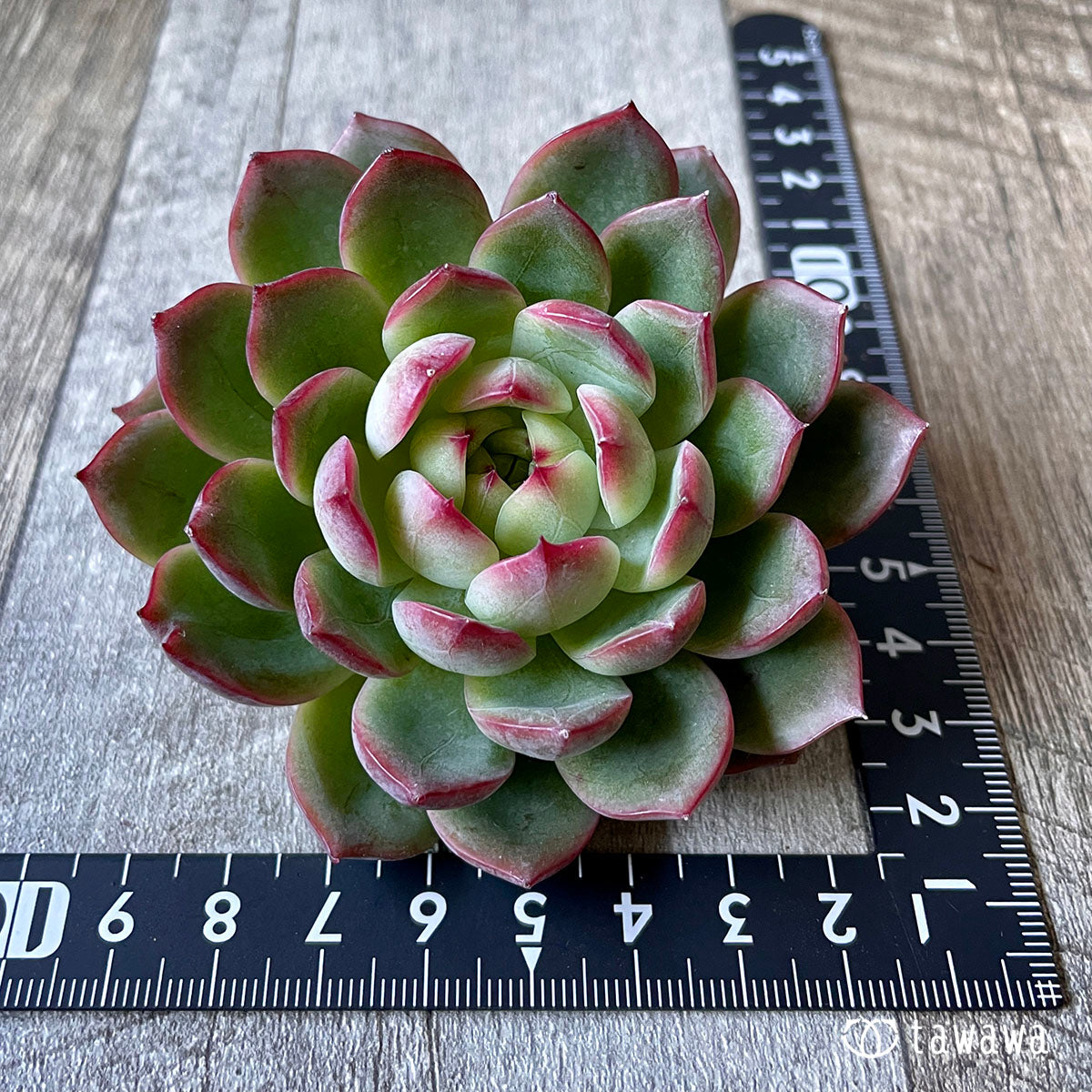 New Arrival* Cubic Frost