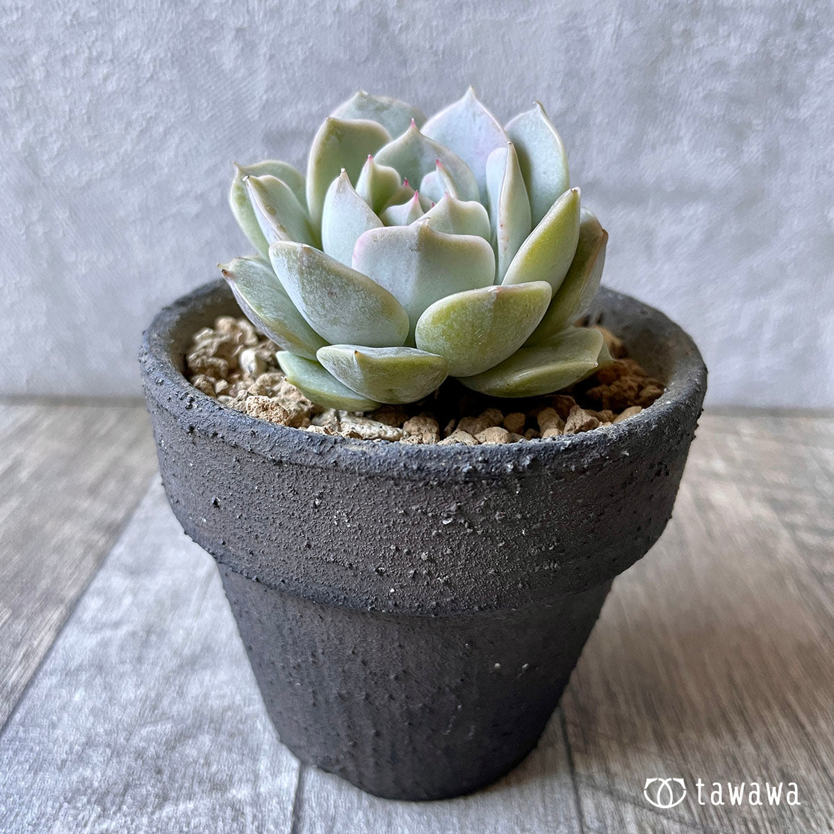New Arrival* Cubic Frost