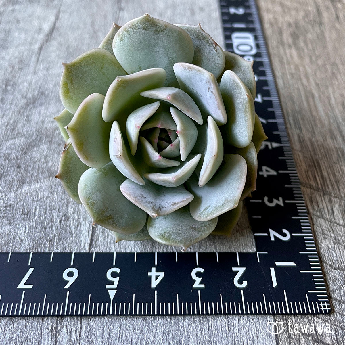New Arrival* Cubic Frost