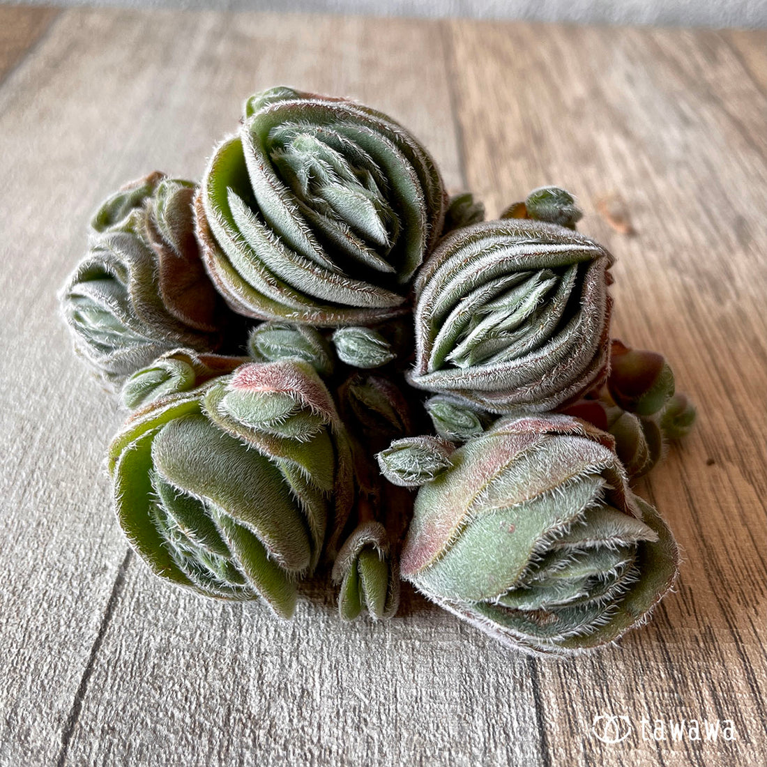 New Arrival Woolly Crassula