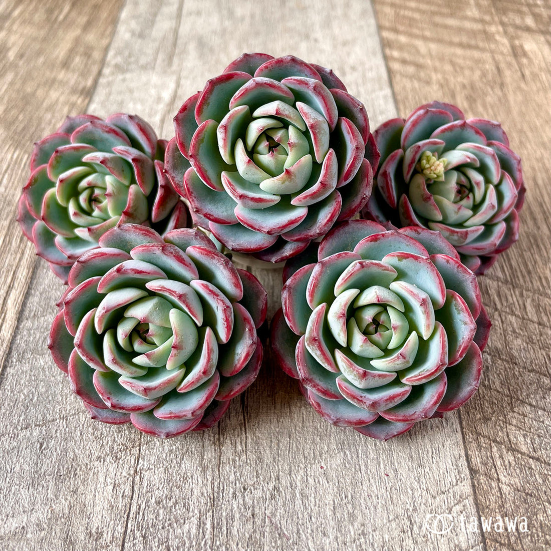 New Arrival* Star Mark