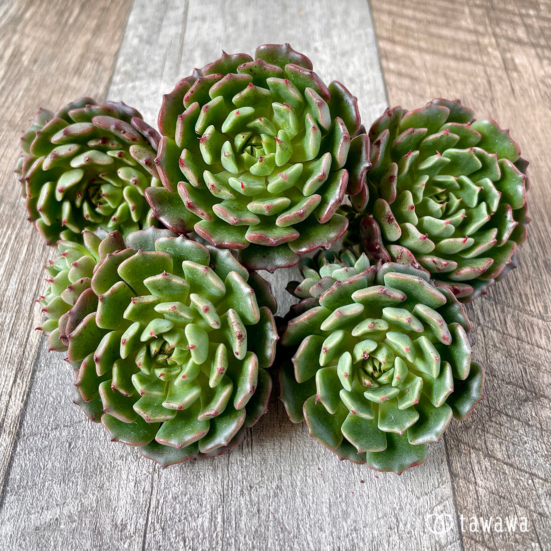 New Arrival* Star Mark