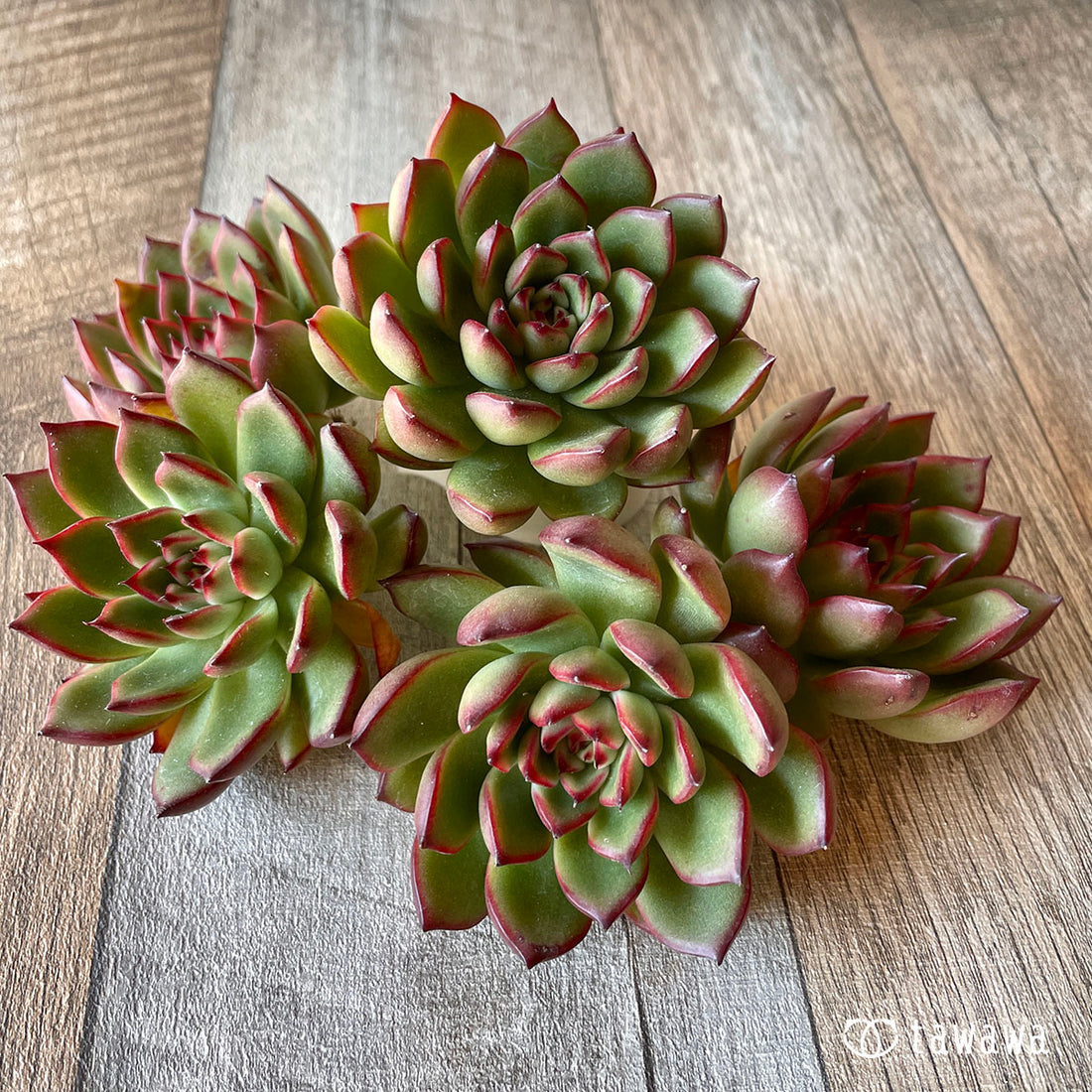 New Arrival* Cubic Frost