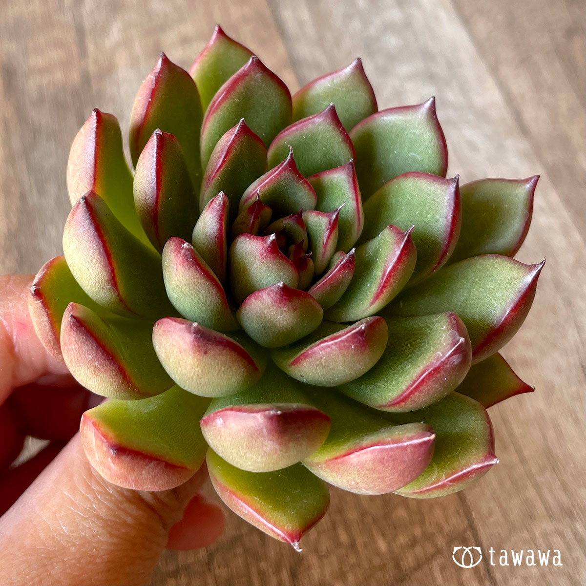 New Arrival* Cubic Frost
