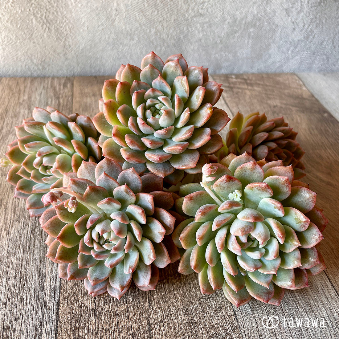 New Arrival* Cubic Frost