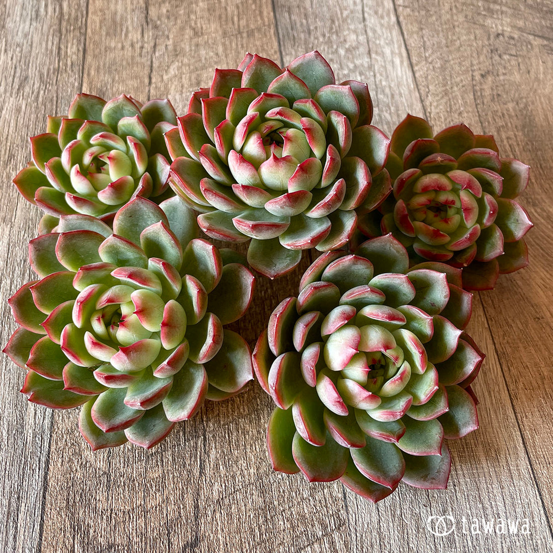 New Arrival* Cubic Frost