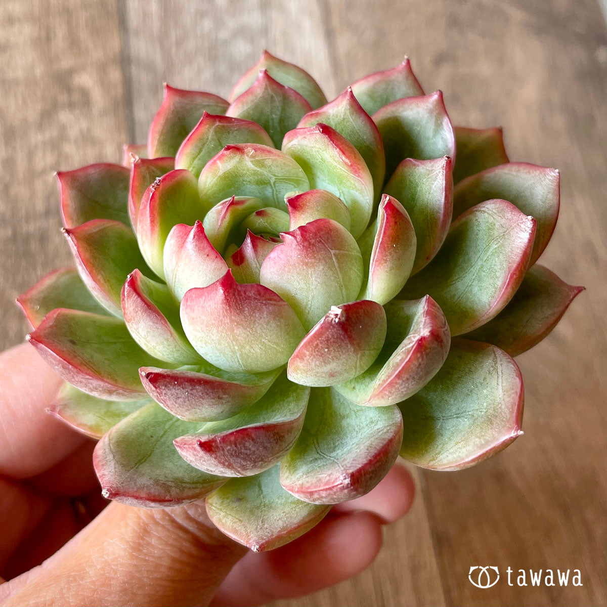 New Arrival* Cubic Frost