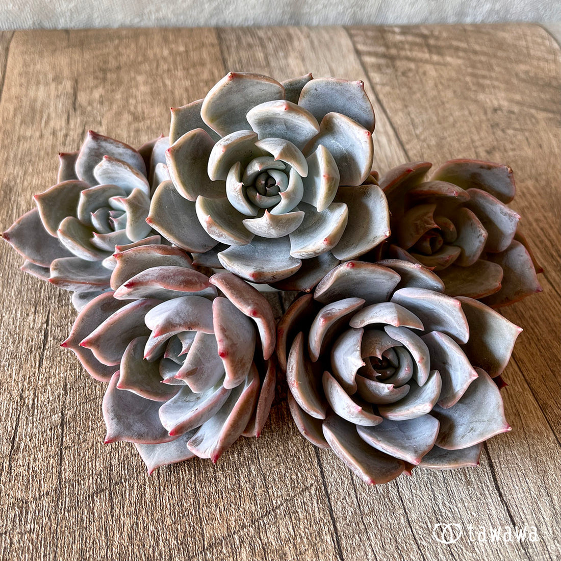 New Arrival* Cubic Frost