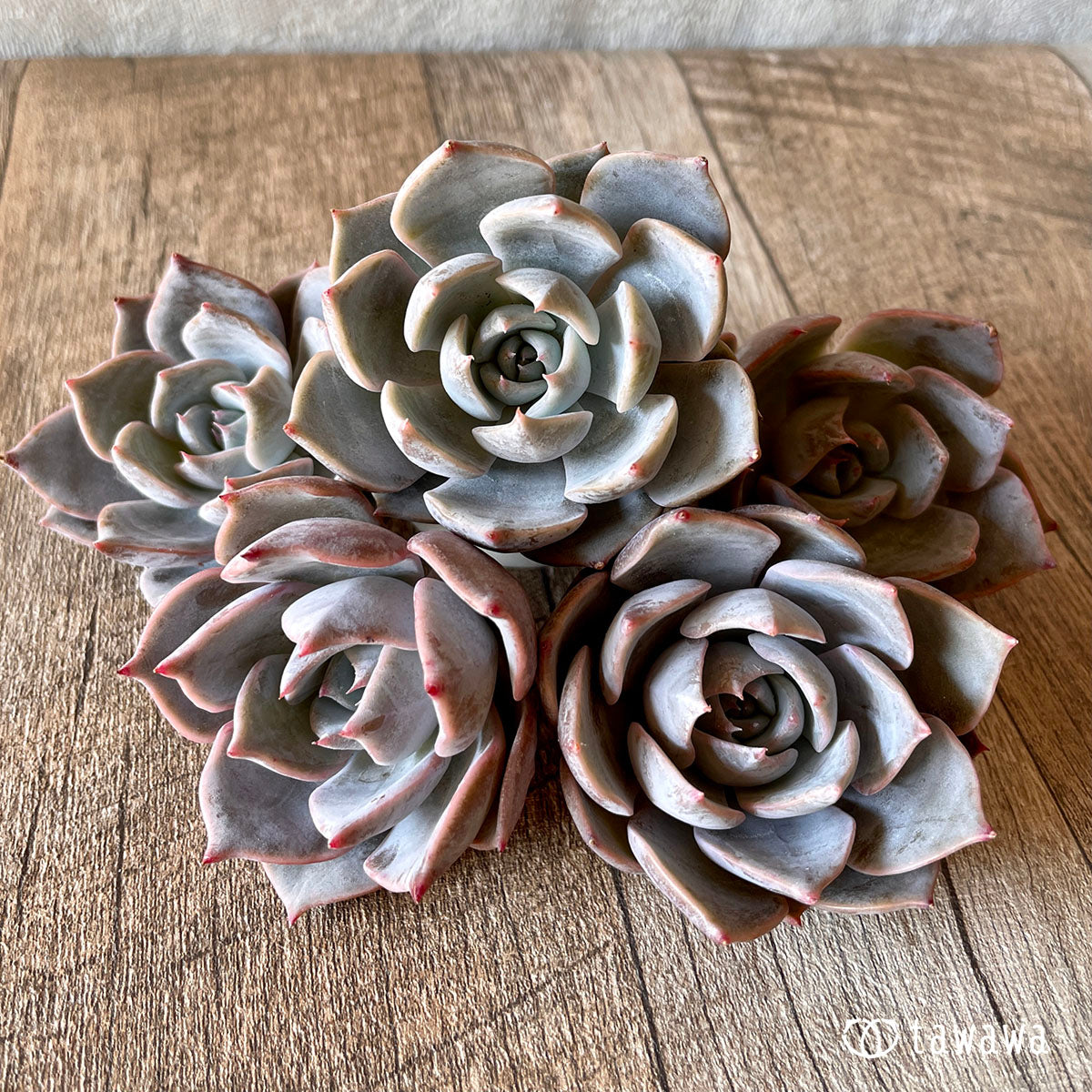 New Arrival* Cubic Frost